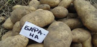 Грудки Бафана