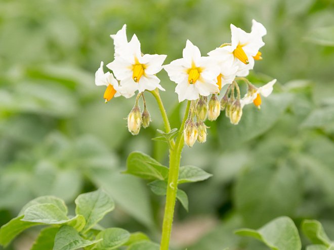 Цветя от сорта Бафана