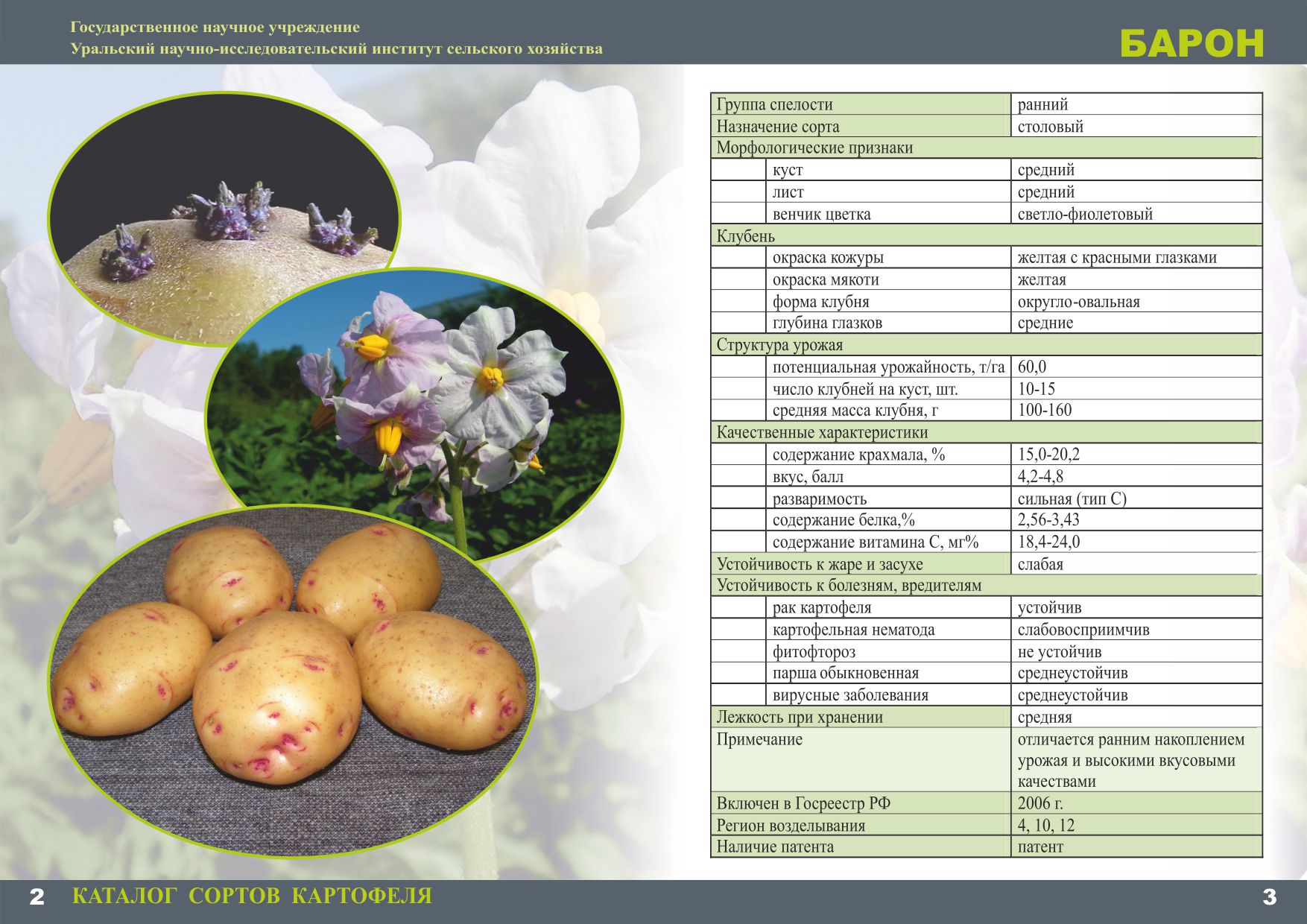 Описание на сорта Барон