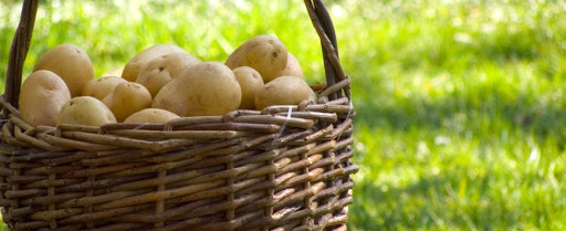 Клубени от сорта Бяла нощ Сорт картофи Бяла нощ