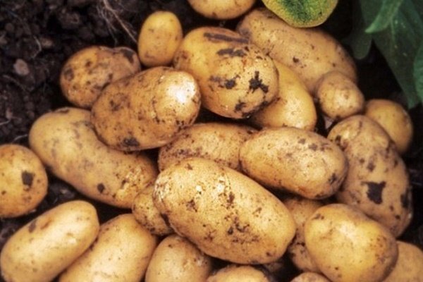 Клубени от сорта Бернина