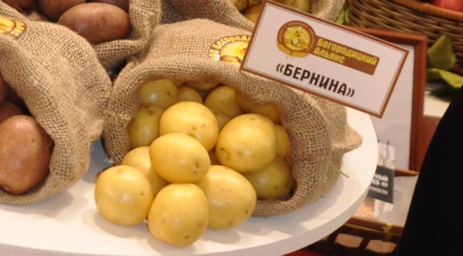 Семенен материал от сорта Бернина