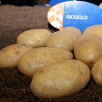 Биоголтов семенен материал