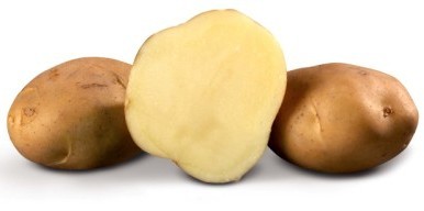 Сорт грудки Биоголд