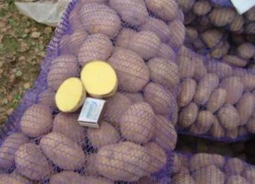 Висококачествен семенен материал