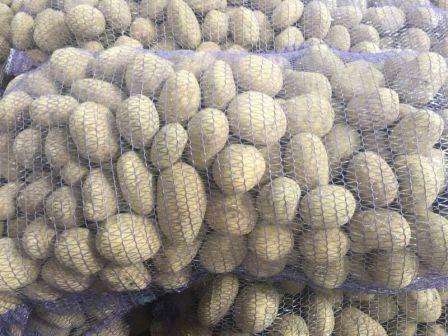 Висококачествен семенен материал