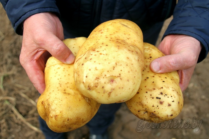 Големи грудки