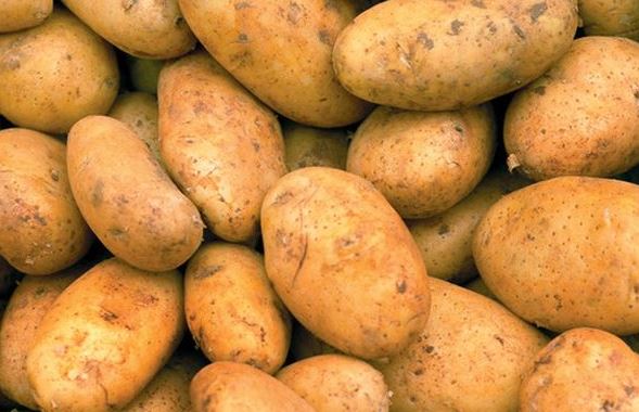 Сорт картофи Бриз