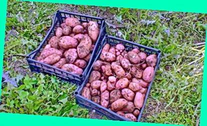 Подобрен добив от сорта Ермак