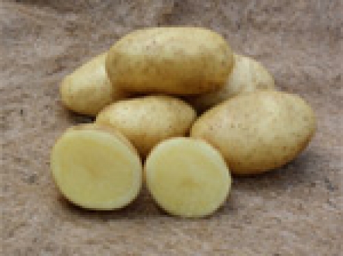 Сорт Фелокс в разрез