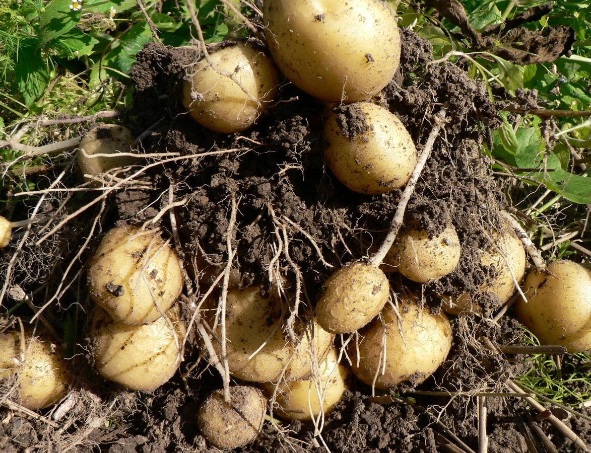 Фелокс на храст