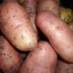 Глория грудки