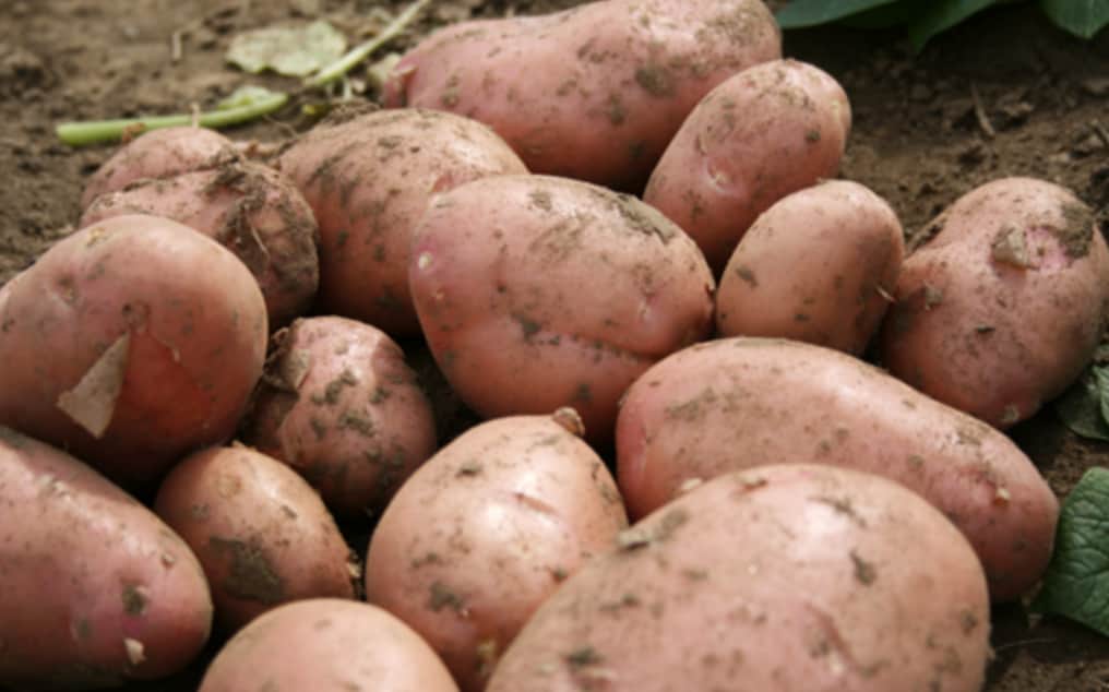 Картофена Глория