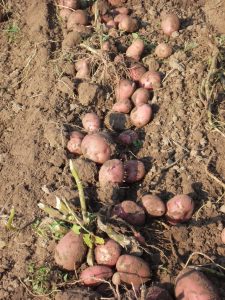 Събрани картофи Глория