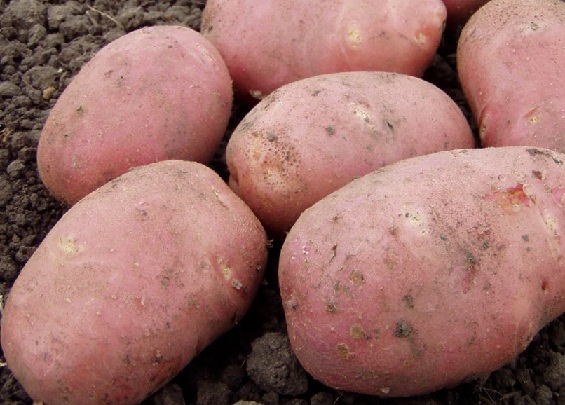 Картофени клубени Глория