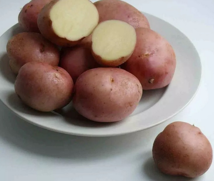 Картофи Холмогори