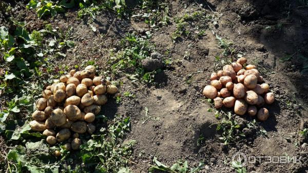 Сравнение на сортовете Импала и Жуковски