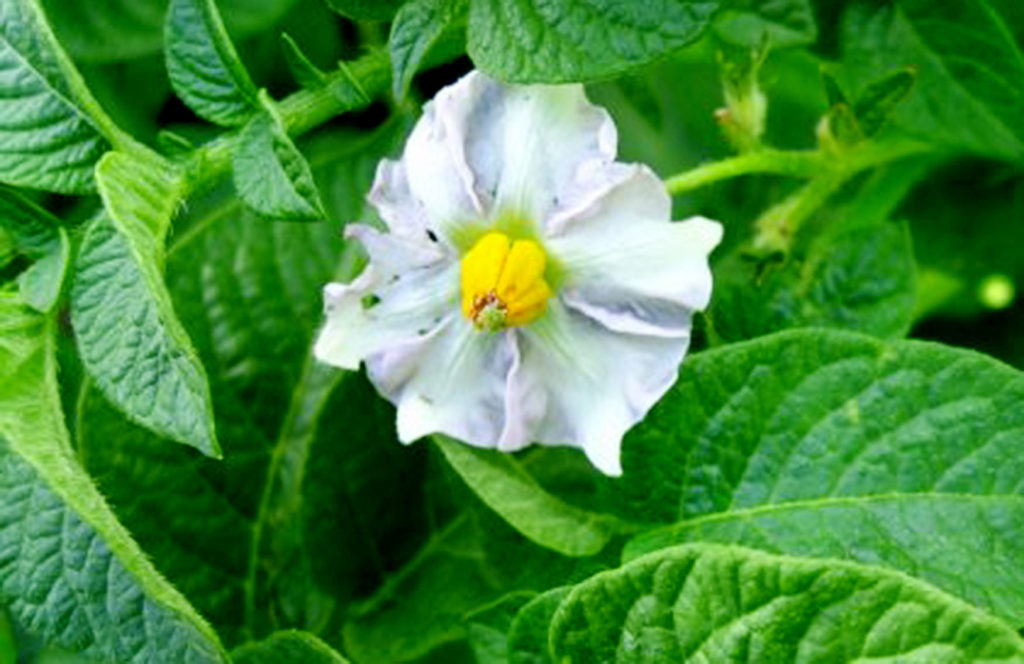 Цветя Иван да Мария