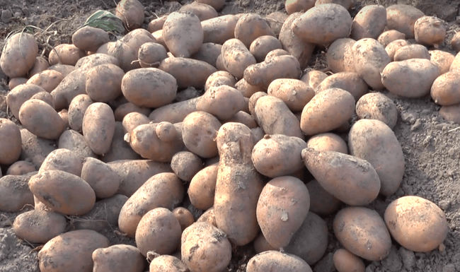 Сорт картофи Каменски