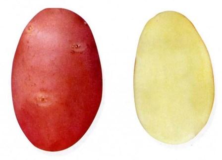 Грудка от сорта картофи Каменски