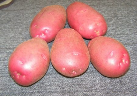 Грудка от сорта Каменски