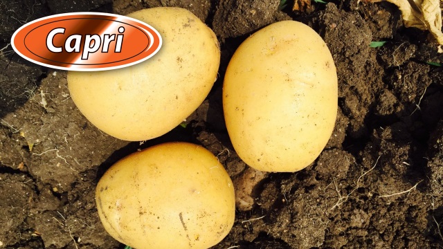 Семенен материал от Капри