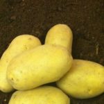 Картофи Капри