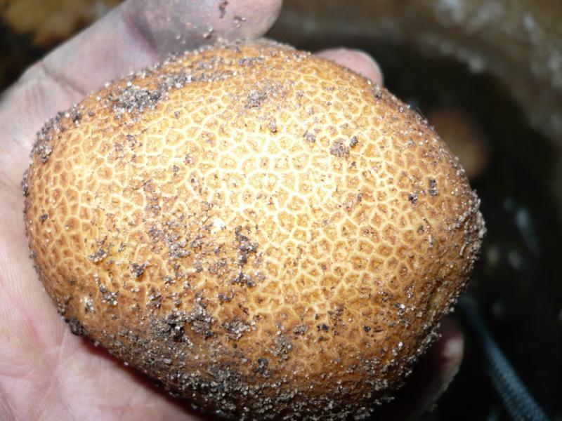 Грудка киви