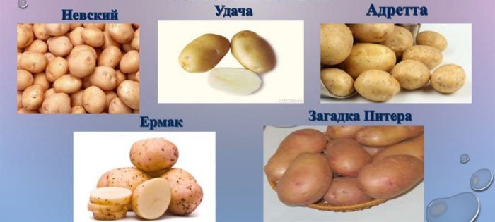 Сравнение на сортовете картофи Сортове картофи