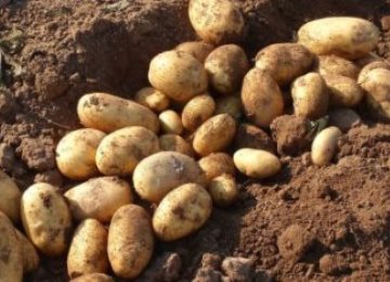 Картофени клубени Колет