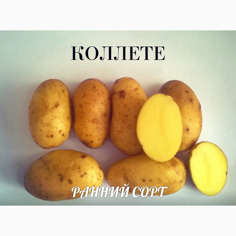Сорт картофи Колет