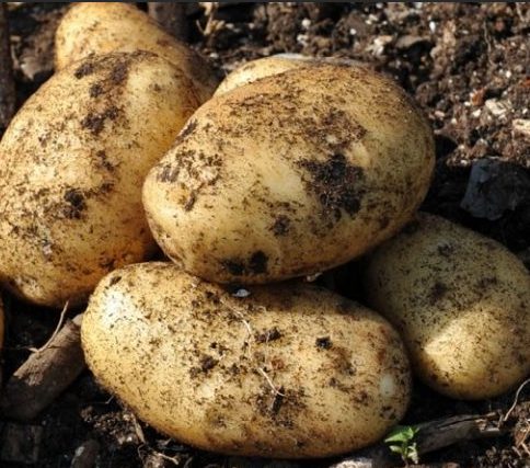 Клубени от сорта Крепиш