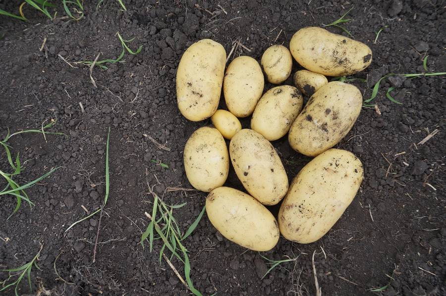 Грудки Кузовок