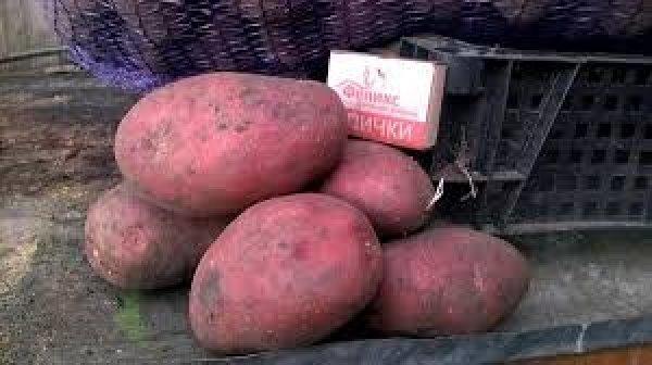 Големи грудки от сорта Лаура