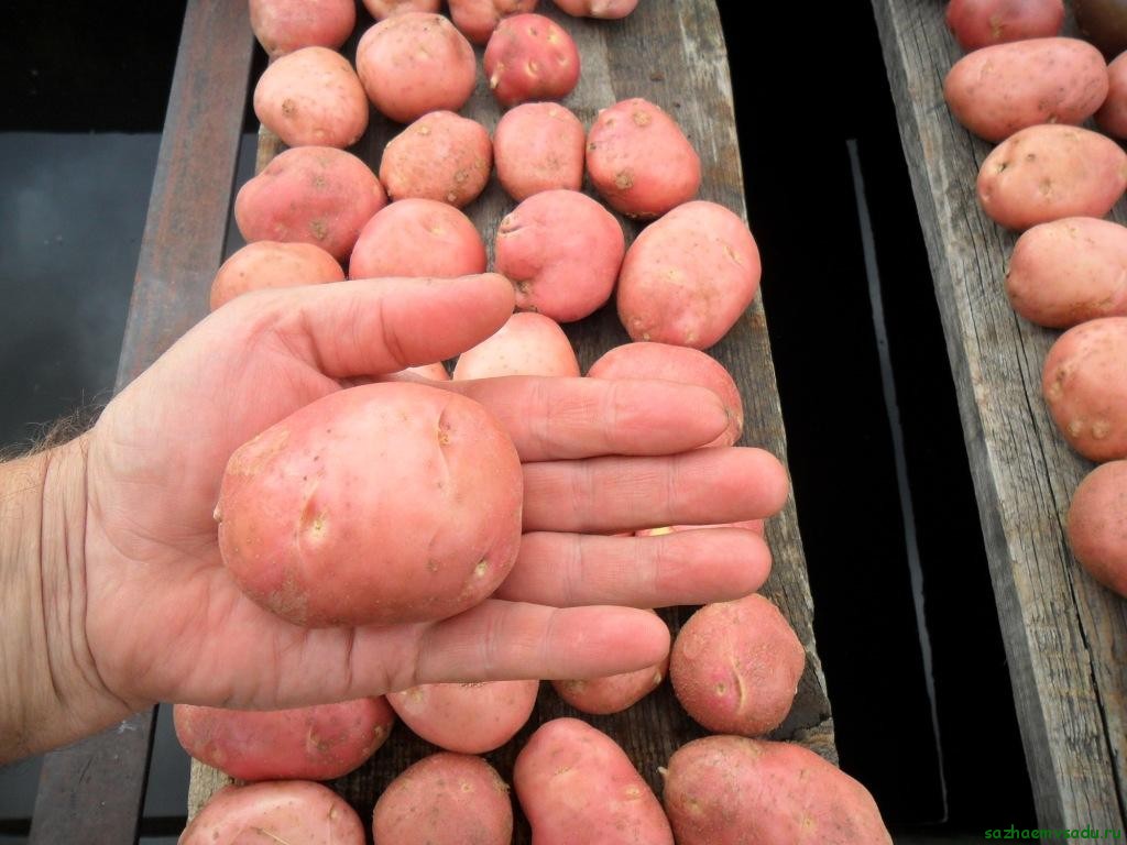 Семенен материал от сорта Любава