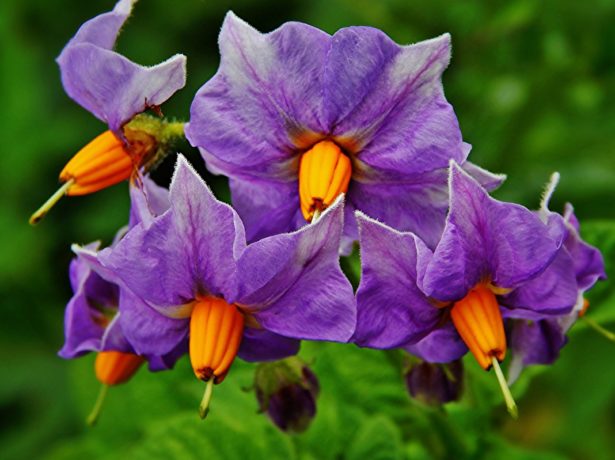 Цветя от сорта Любава