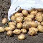 Клубени от сорта Любимец