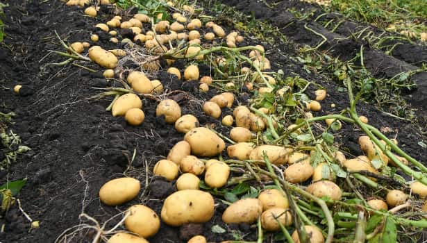 Любима реколта от картофи