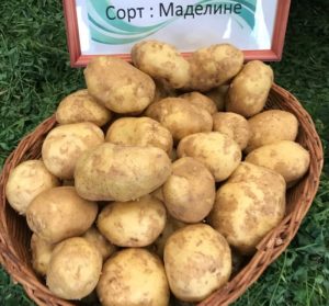 Сорт картофи Маделин