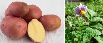 Цветя и грудки от сорта Манифест