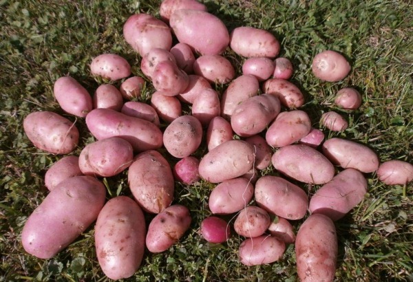 Реколта от сорта Манифест