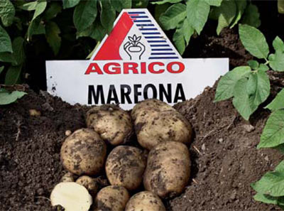 Семенен материал от сорта Марфона