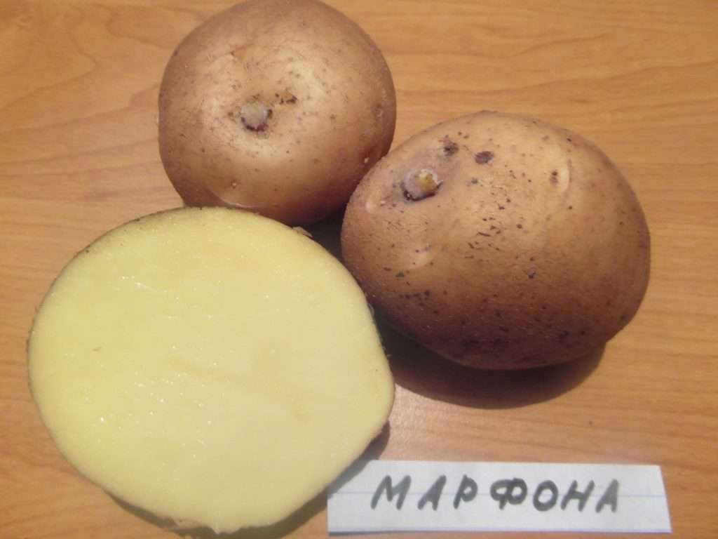 Сорт Марфон