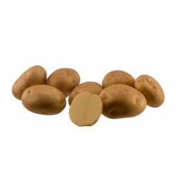 Клубени от сорта Марфона