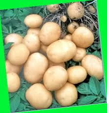 Сорт Мелодия на храста