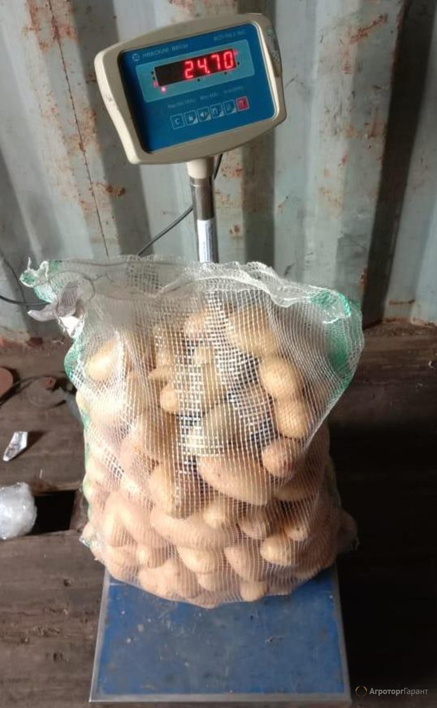 Семенен материал от сорта Мелодия