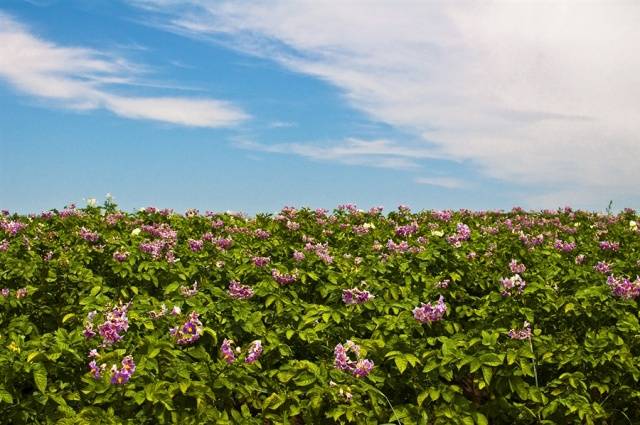 Цветя от сорта Мелодия