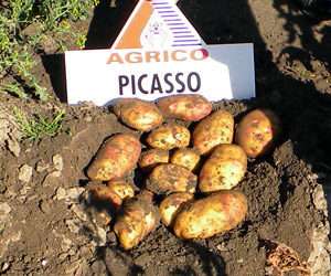 Картофи Пикасо
