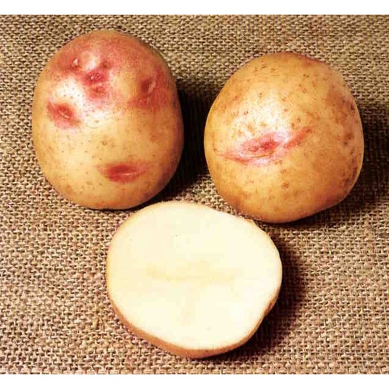 Сорт картофи Пикасо