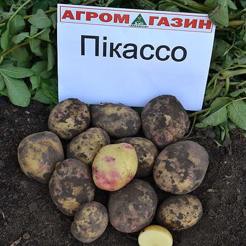 Семенен материал